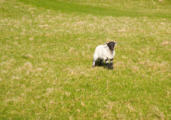 Black-faced lamb standing in a green pasture on Islay, Scotland © Jaime
