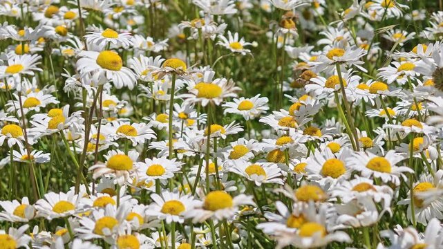 Dense patch of common daisies growing in open field