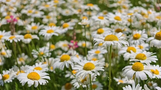 Dense meadow covered in white daisies