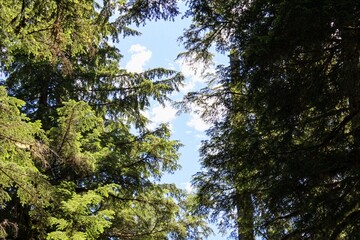 Fototapeta premium Trees at Gifford Pinchot National Forest.