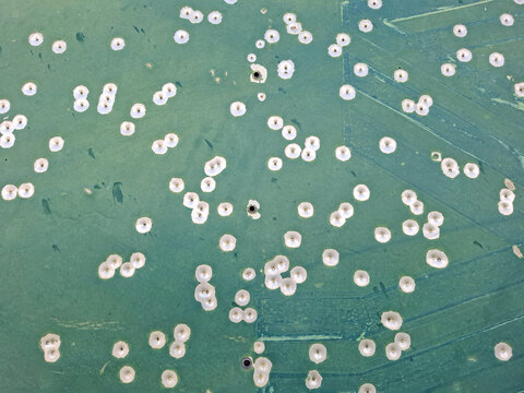 High angle view of a green metal target sheet with bullet holes from shooting practice at a military training area