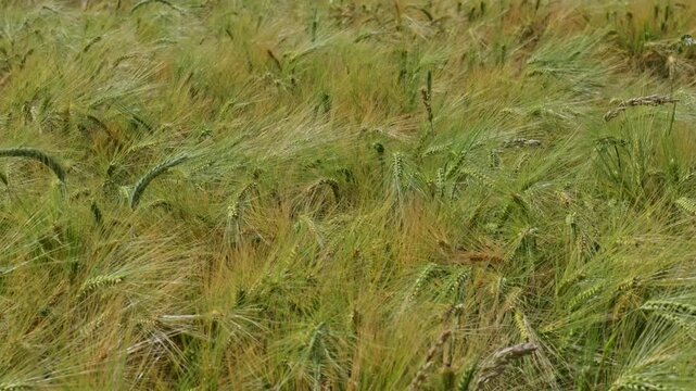 High angle view of a vast barley field with green and golden ears swaying in the wind like waves in summer