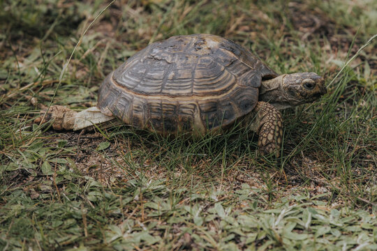 Tortoise walking on green grass with patches of dry soil and scattered leaves, showcasing its textured shell and natural habitat in a serene outdoor setting