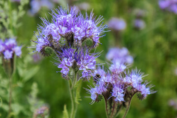 Fototapeta premium Cluster of vibrant purple flowers with spiky petals growing in a lush green field under natural sunlight, showcasing the beauty of wild flora in a natural setting
