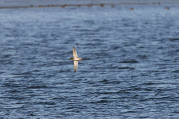 Naklejka premium Common redshank flying over water