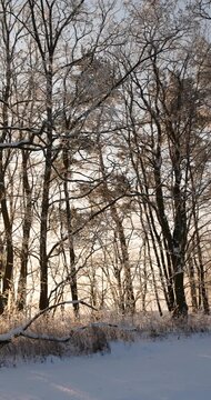 A snowy forest wrapped in white frost and snow at the edge, an empty winter forest permeated by the warm rays of the sun before dusk