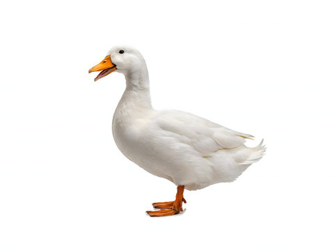 White duck standing isolated on white background