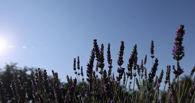 Fragrant lavender shrub, field with lots of lavender flower in sunny spring weather, close up