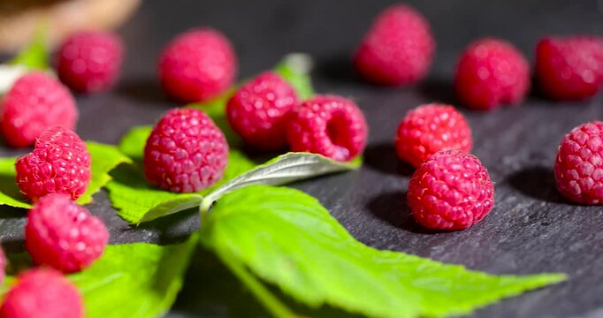 Raspberries on juicy green leaves, picked forest raspberries on a dark background of a garden work surface