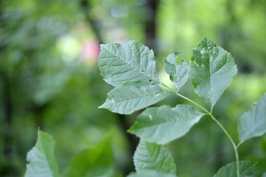 une feuille d'un arbre malade	