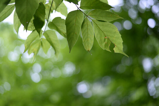 une feuille d'un arbre malade	