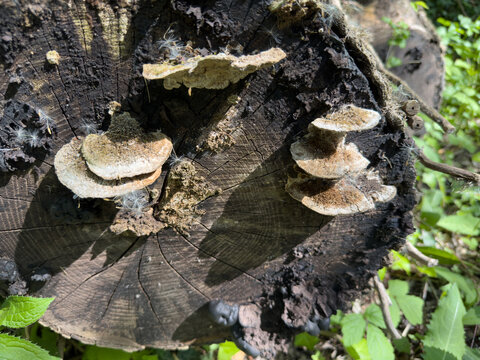 Bracket fungi growing on a decaying tree stump in woodland