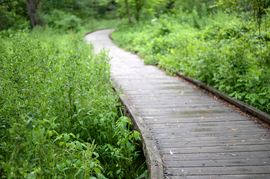trottoir de bois dans un parc bois&eacute;	