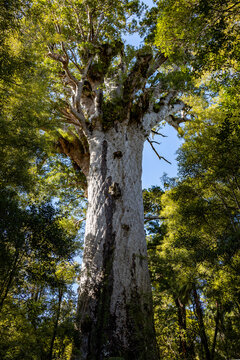 Tāne Mahuta, the iconic giant kauri tree in Waipoua Forest, Northland, New Zealand, surrounded by native forest.