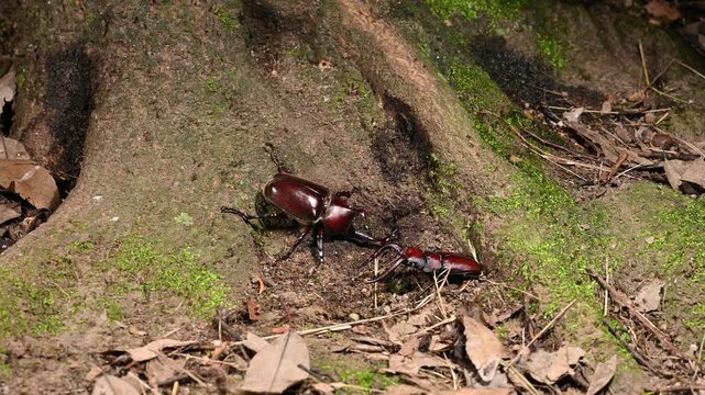 カブトムシとノコギリクワガタの激しいバトル（カブトムシが相手を押し出す決定的瞬間）