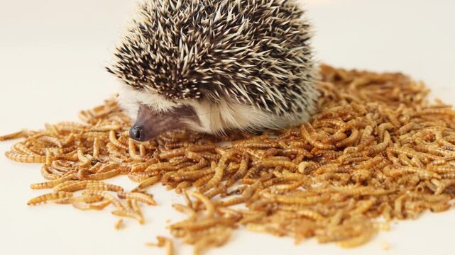 Hedgehog food.Dried insects in the diet of hedgehogs. A prickly pet eating dried worms against a beige background. Prickly cute pet. 4k footage