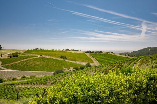 Vineyard Layers, Paso Robles.
