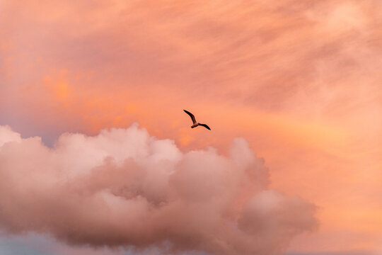 Single Bird Flying On A Cotton Candy Sky 2
