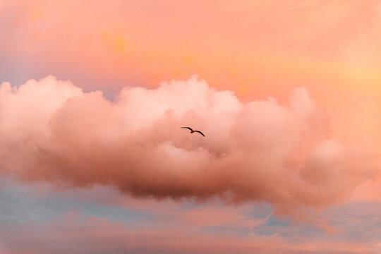 Single Bird Flying On A Cotton Candy Sky
