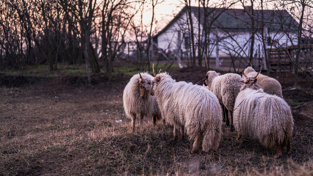 Hungarian Racka sheeps on a field and in a forest