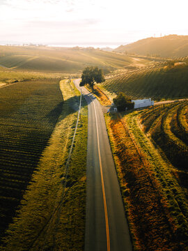 Single Tree Along Winery Roads