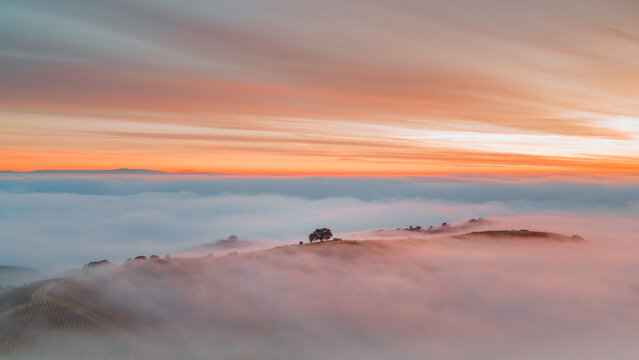 Single Tree Panorama In The Fog