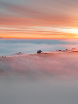 Single Tree In The Fog of The California Coast