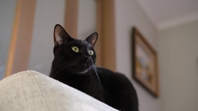 An alert and focused black domestic cat is resting on a fabric sofa cushion. This pet cat, with an inquisitive expression, stays indoors at home.