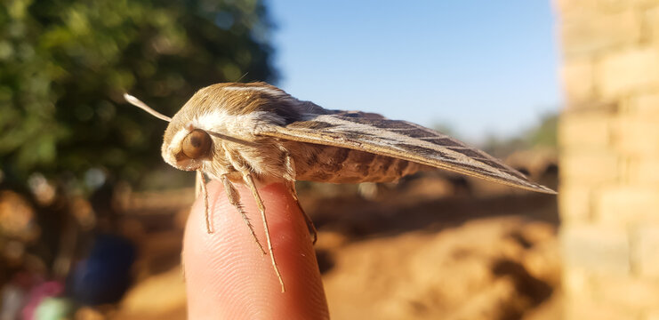Large hawk-moth resting on human finger, macro photography nature background