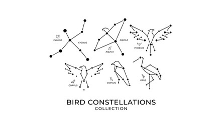 Minimalist bird constellation star patterns collection vector © pecel