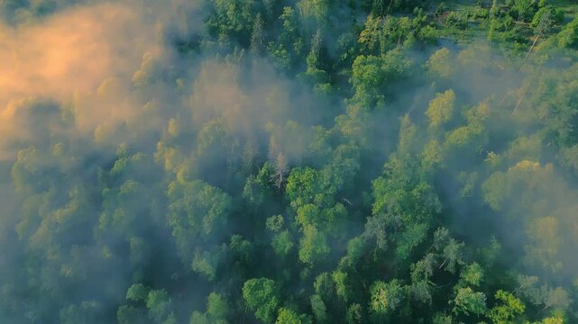 A vast forest unfolds beneath, cloaked in serene tranquility. The dense canopy stretches endlessly, with clouds gently rolling over the landscape, creating a breathtaking scenery.