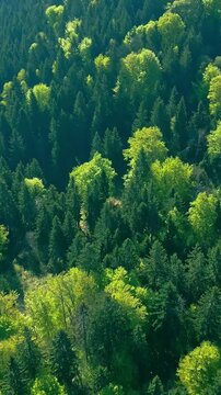 Aerial view of a lush, green forest, the camera glides over the treetops, revealing a serene and tranquil landscape. The sun filters through the leaves, casting dappled light on the forest floor.