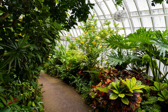 Greenhouse interior with lush tropical plants and winding path