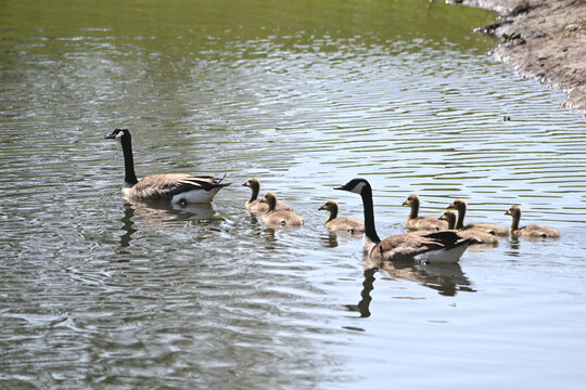 Canada Goose Family