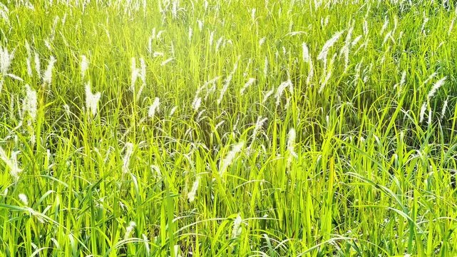 Lush green meadows bathed in natural sunlight create a refreshing, peaceful, and natural atmosphere, ideal for advertising, websites, social media posts, backgrounds, graphic design.