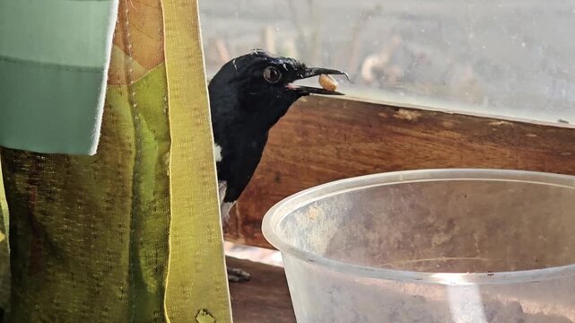 A magpie robin feeding on pellets from a plastic container near a window peeking from behind a curtain