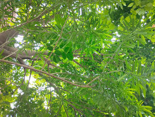 Looking up through dense green tree leaves © Atul