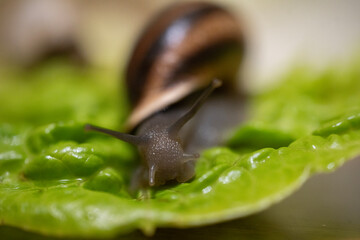 Closeup Snail Crawling On Leaf Glossy Brown Shell, Antennae Extended, Dewy Green Surface, Shallow Depth Of Field, Soft Bokeh, Wet Texture Capturing Delicate Slime Trail And Quiet Natural Atmosphere © Astro Producciones