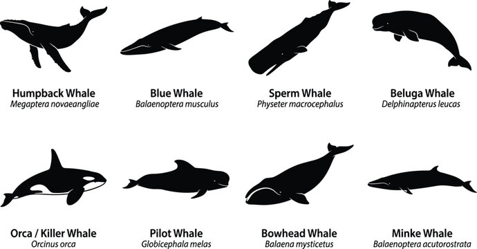 Whale Silhouette Collection Featuring Humpback, Blue, Orca, Beluga and Marine Mammals on White Background