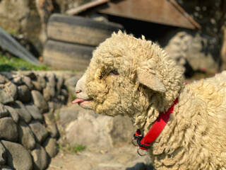 Cute fluffy sheep with a red collar sticking out its tongue © erna