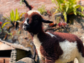 Adorable brown and white lamb standing in a sunny garden © erna