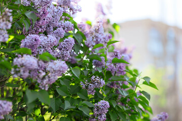 Obraz premium Purple lilac flowers blooming on a bush in spring, natural garden background with soft light, Purple lilac flowers bloom on a lush green bush during springtime