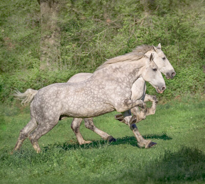 Two adult Percheron Draft Horses gallop across grass field