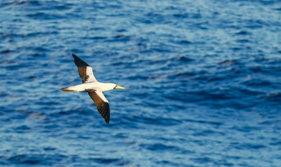 Fototapeta premium Stunning wild booby seabird soars low over the textured deep blue ocean waves. The elegant bird displays its impressive wingspan while hunting for fish in its natural marine environment