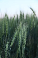 Obraz premium Beautiful ripening wheat spikes in field, closeup