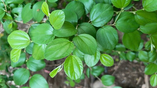 Bidara plant (Ziziphus mauritiana) in the garden. Also known as widara, Indian jujube, Indian plum, Chinee apple, ber and dunks. Nature concept.