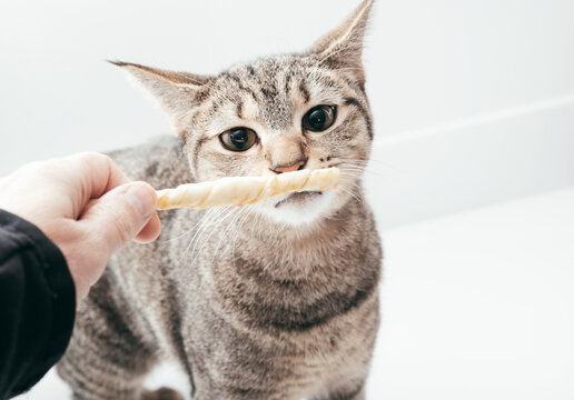 Cat sniffing a chew stick. Pet owner offering a cat a dental chew stick. Curious body language. Treats, enrichment or pet dental health. 2 years old, female tabby cat, short hair. Selective focus.