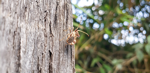 Camouflaged shield bug on textured tree bark, beautiful green bokeh background © mawahibetilouguite