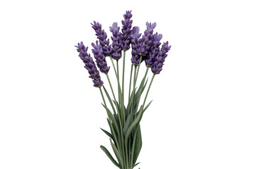 Fototapeta premium Lavender plant showing fragrant purple flowers in a bouquet, symbolizing relaxation, aromatherapy, and wellness. Transparent background