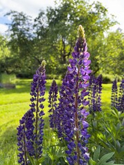 Obraz premium Purple lupine flowers glowing in warm evening sunlight, vibrant summer blooms in a Swedish garden
